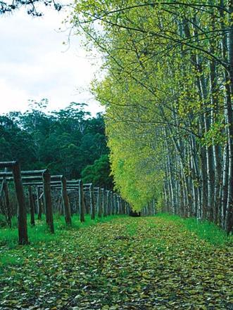 Hawke Brook Chalets เพมเบอร์ตัน ภายนอก รูปภาพ